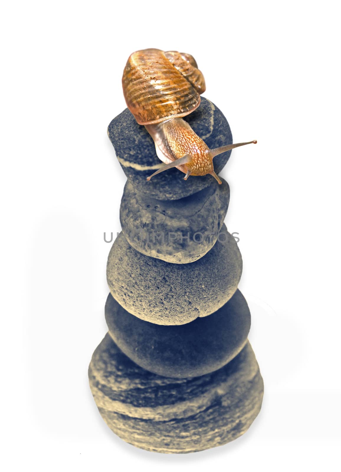 Snail on top of stacked pebbles