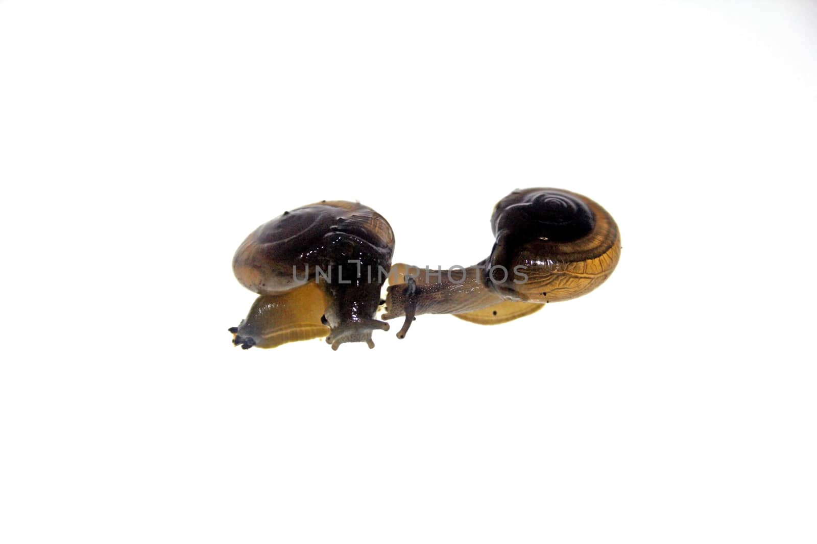 Shiny Glass Snail, Zonitoides nitidus