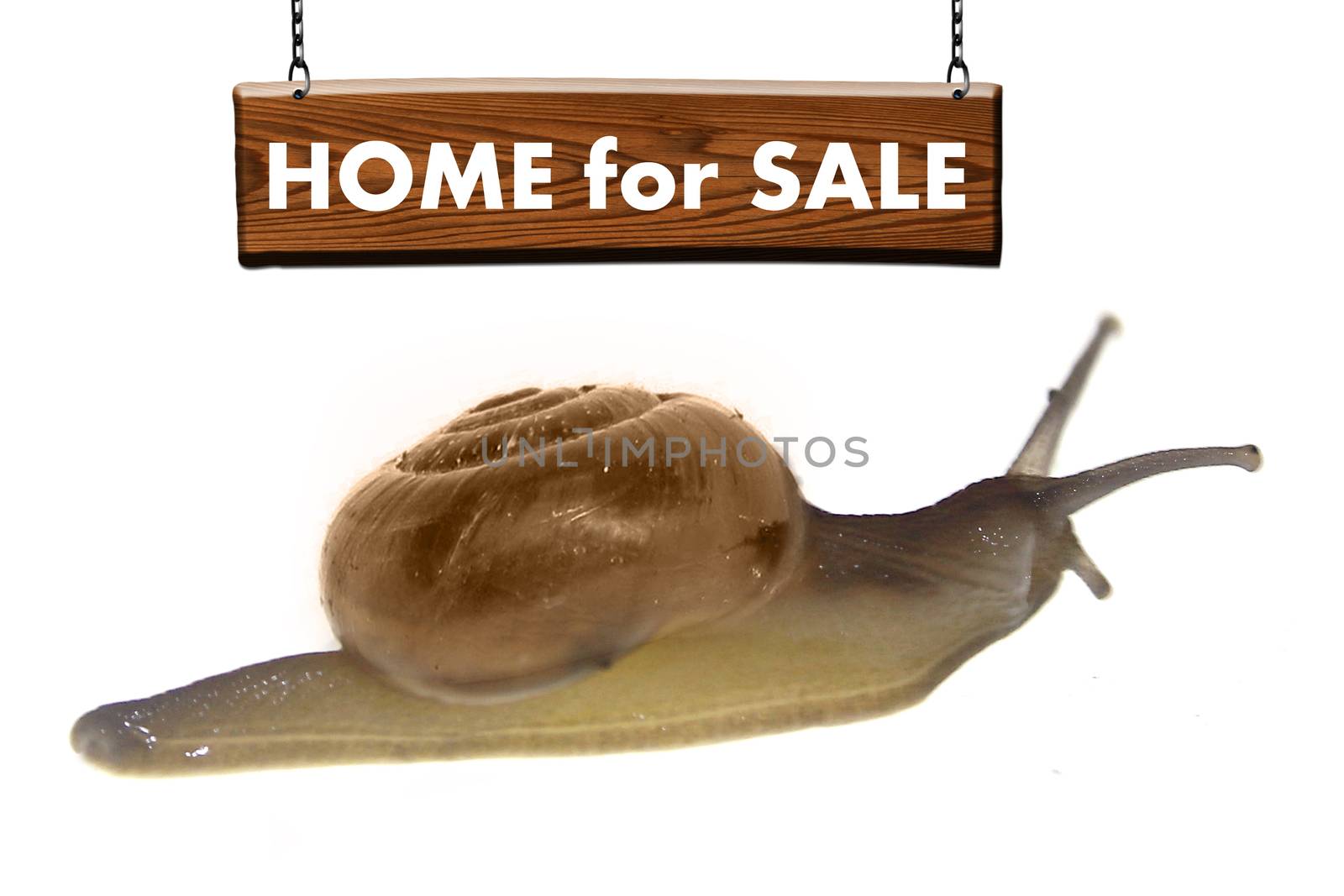 Home For Sale Concept with Zonitoides Nitidus Snail
