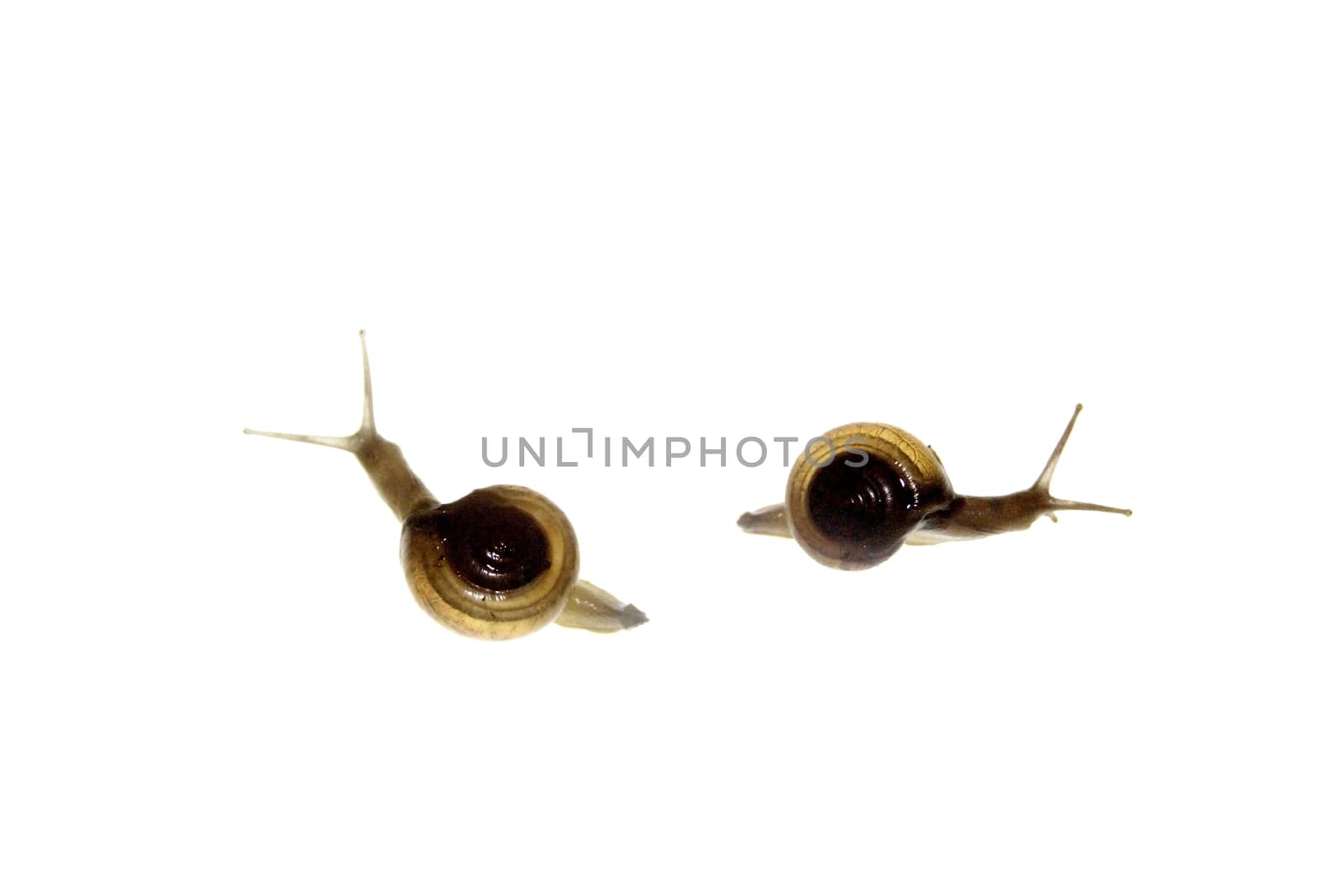 Shiny Glass Snail, Zonitoides nitidus