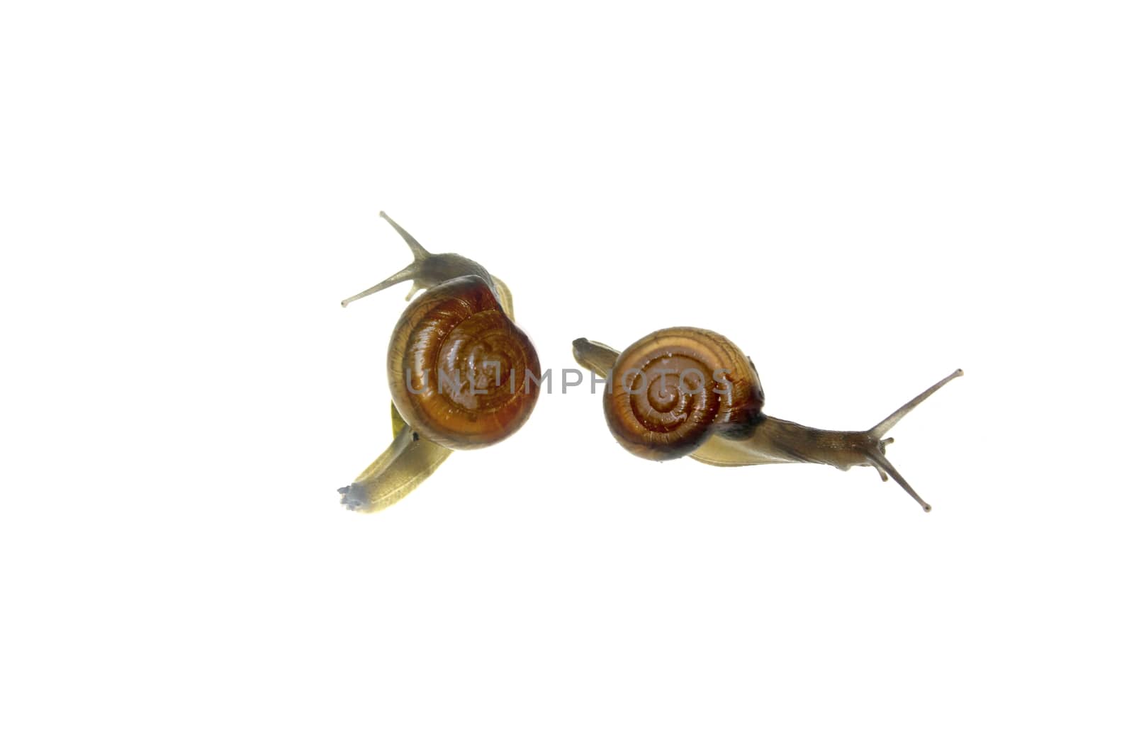 Shiny Glass Snail, Zonitoides nitidus