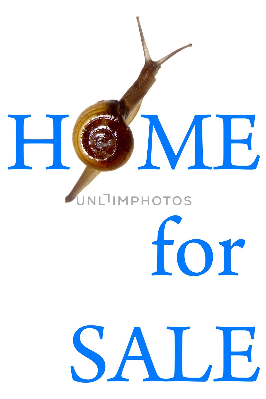 Home For Sale Concept with Zonitoides Nitidus Snail