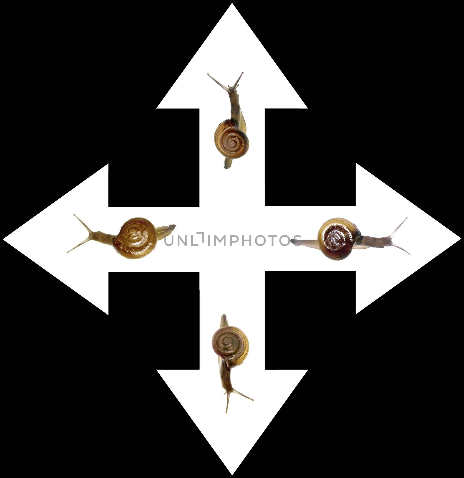 Way of Success Concept with Snails