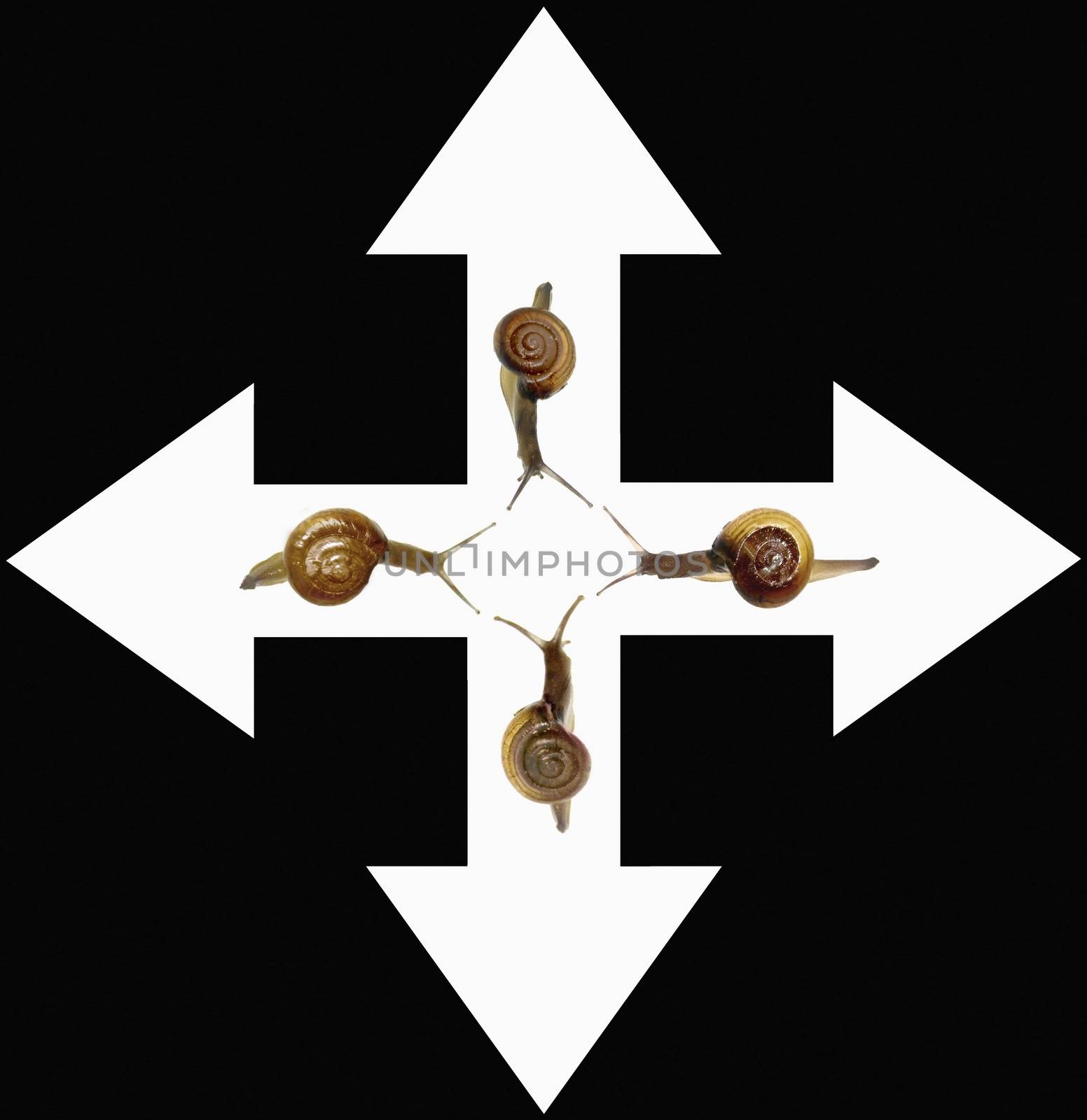 Way of Success Concept with Snails