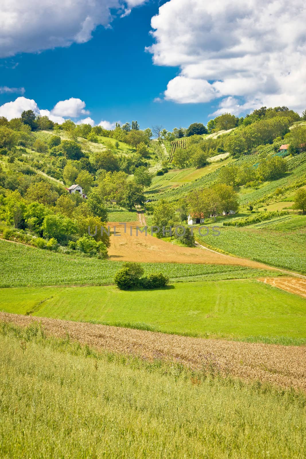 Green landscape hill with vineyards and cottages by xbrchx