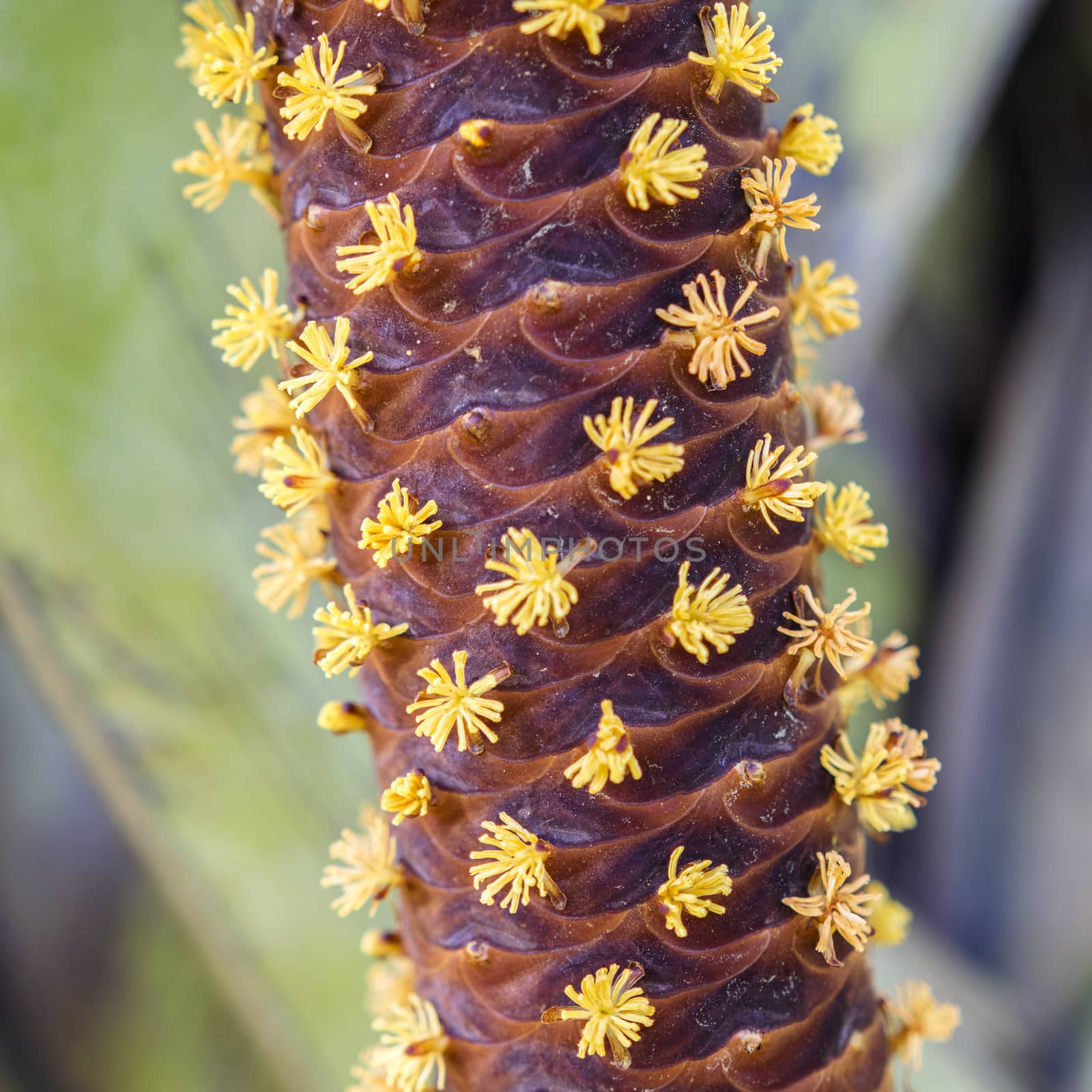Male Flowers of Lodoicea maldivica. Sea Coconut also known as Coco de Mer or Double Coconut