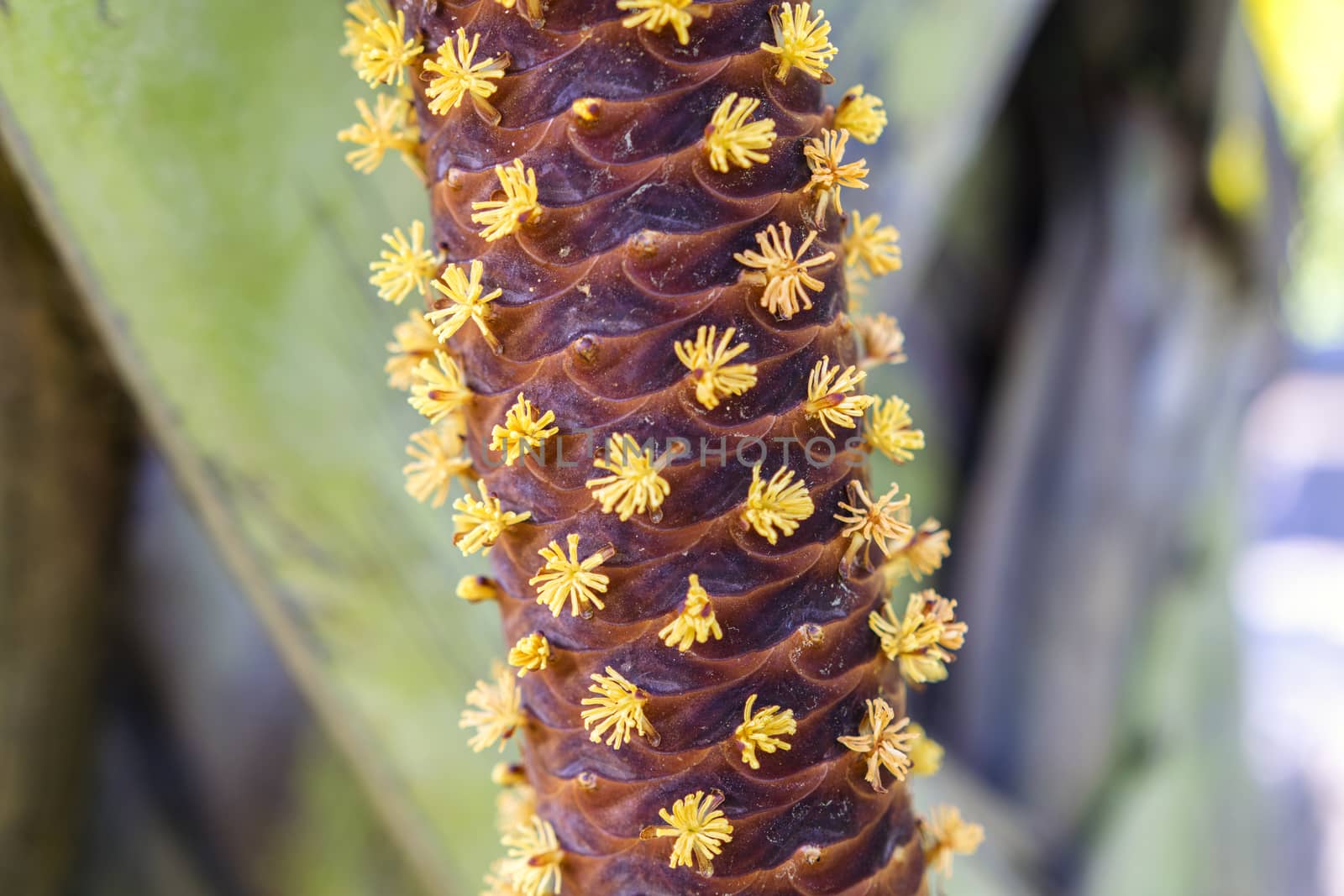 Male Flowers of Lodoicea maldivica. by GNNick