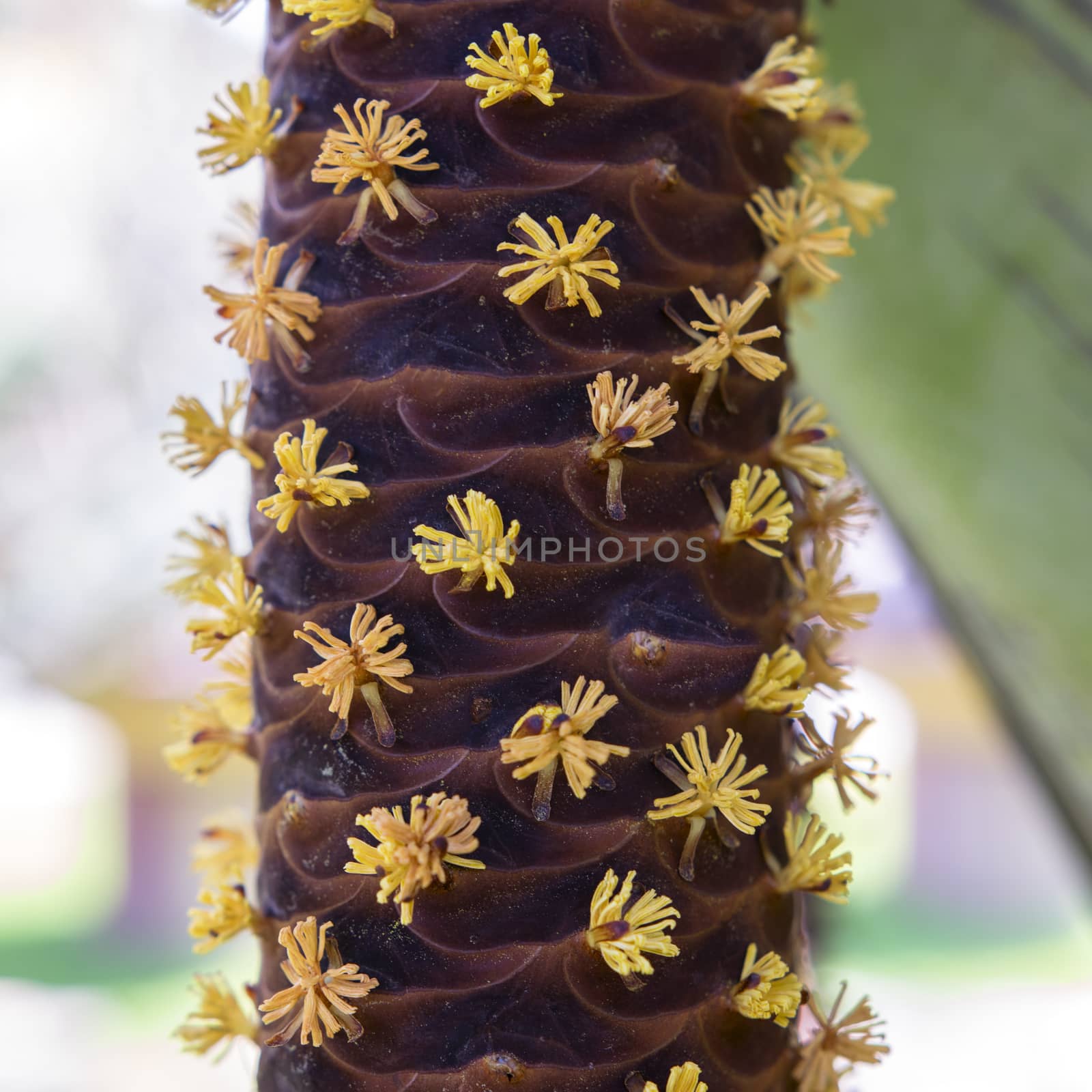 Male Flowers of Sea Coconut by GNNick