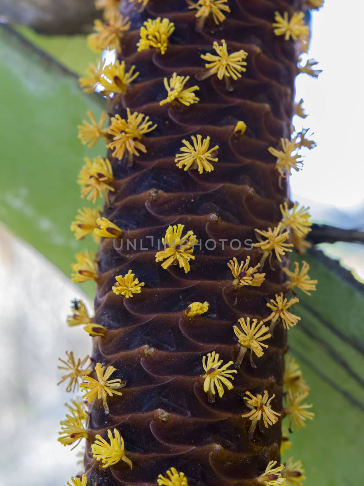 Male Flowers of Sea Coconut also known as Coco de Mer or Double Coconut (Lodoicea maldivica)