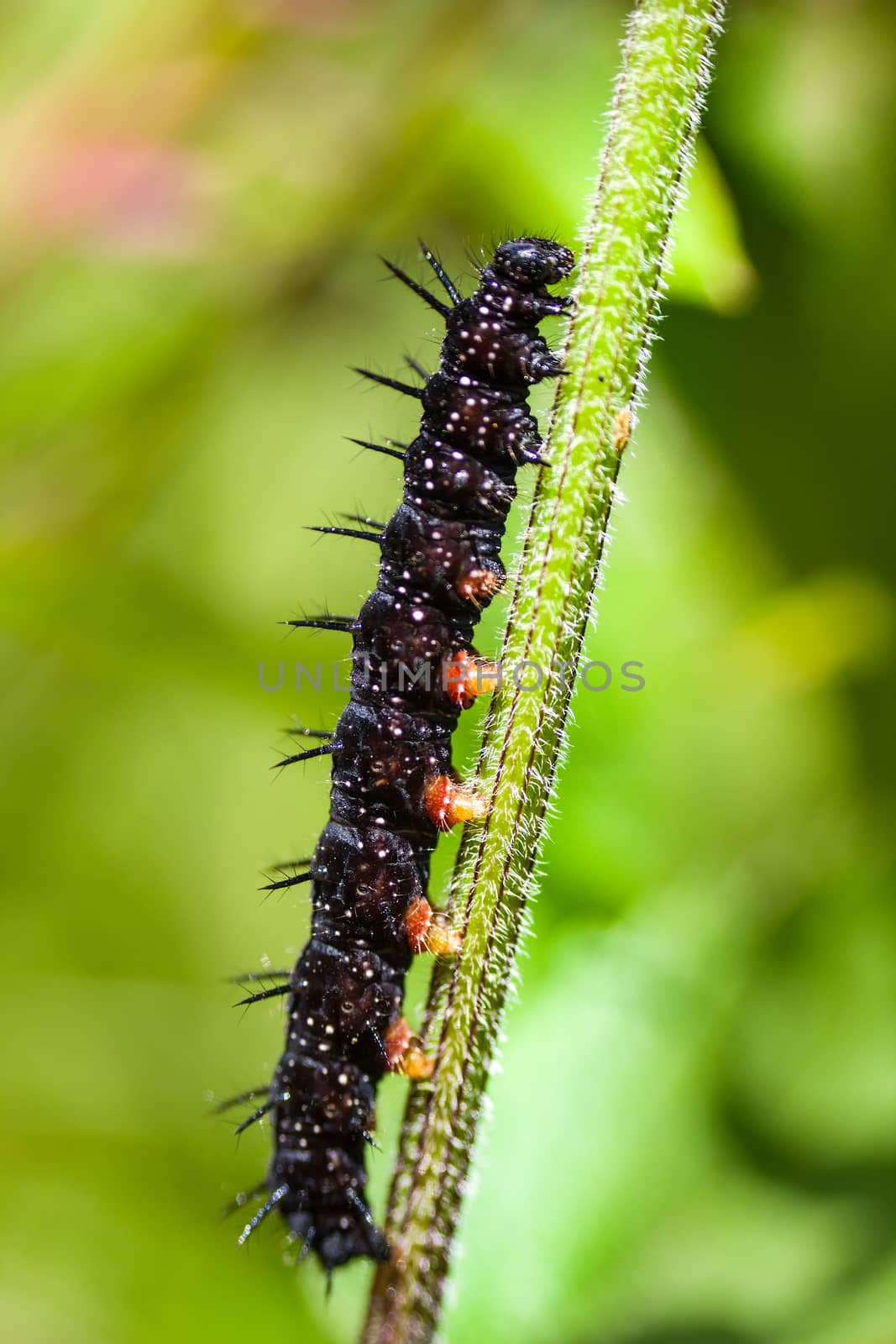 caterpillars a peacock eye macro on a green nettle