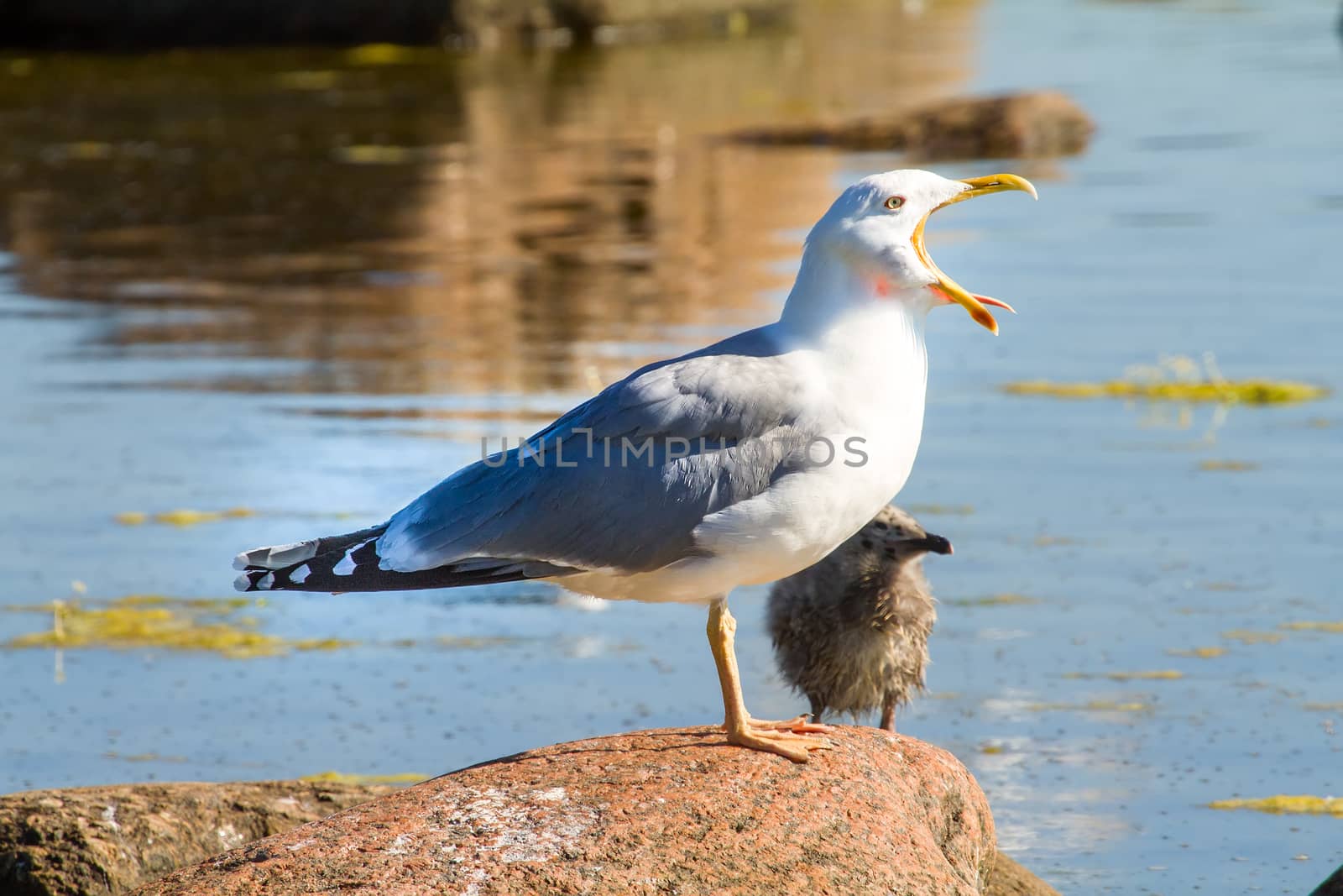 colony of birds in the Baltic Sea, a seagull with the child