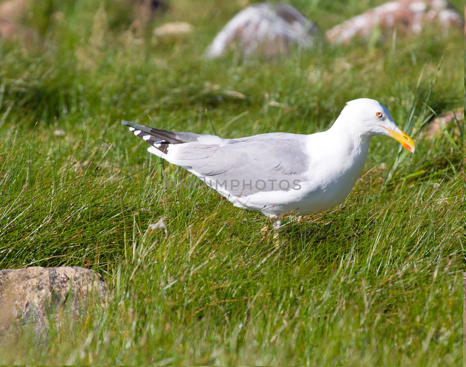 seagull in the sea of a green grass in the summer