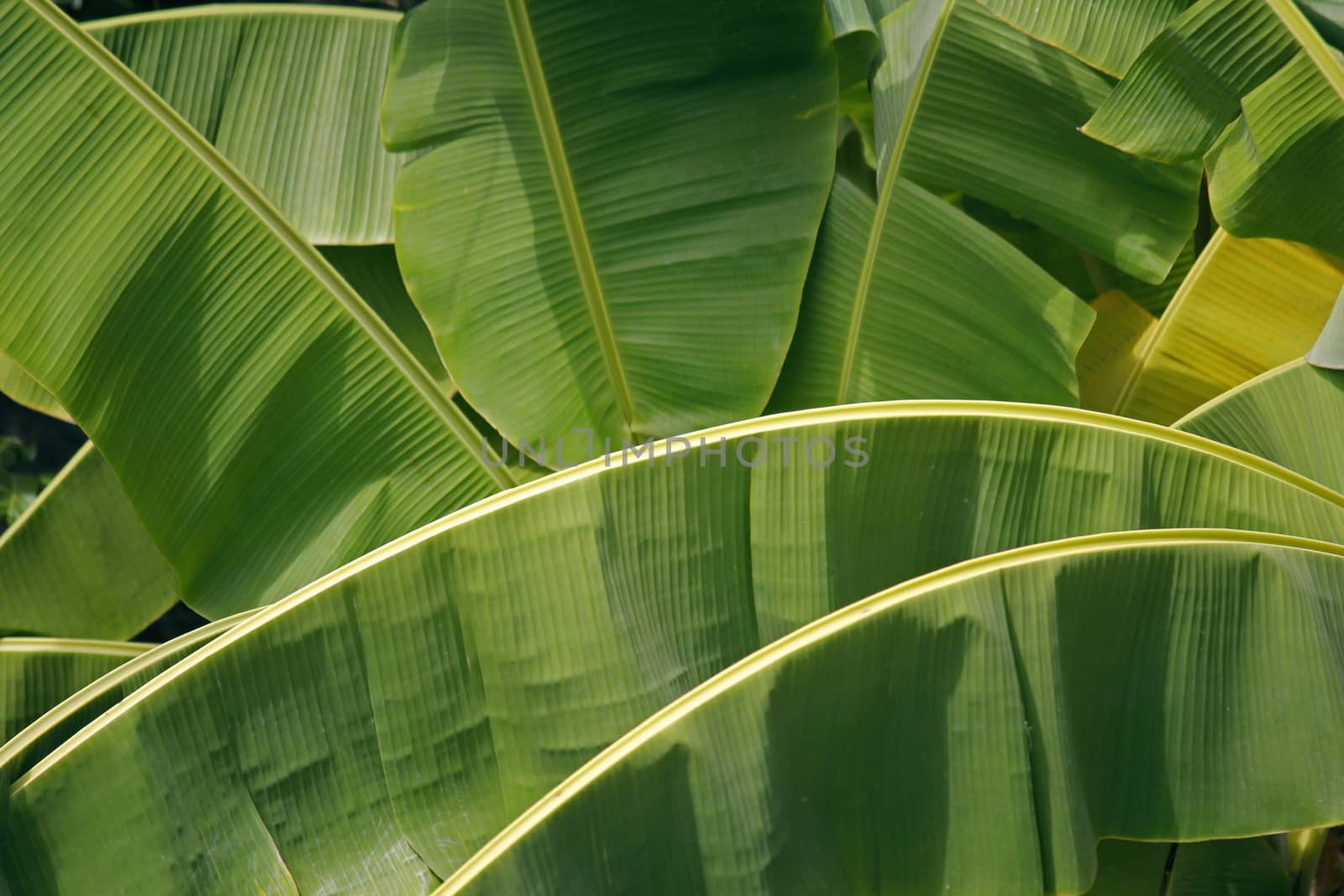 Banana palm leaves