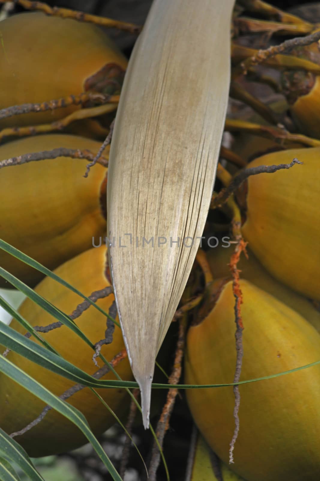 Cluster of orange coconuts growing on a coconut palm tree