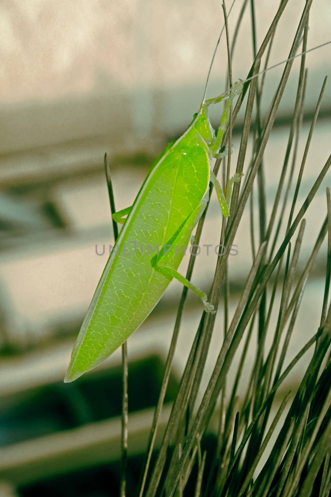 Tettigoniidae, katydids, bush cricket