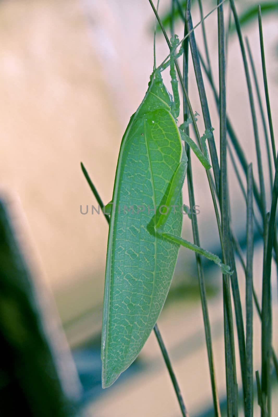 Tettigoniidae, katydids, bush cricket