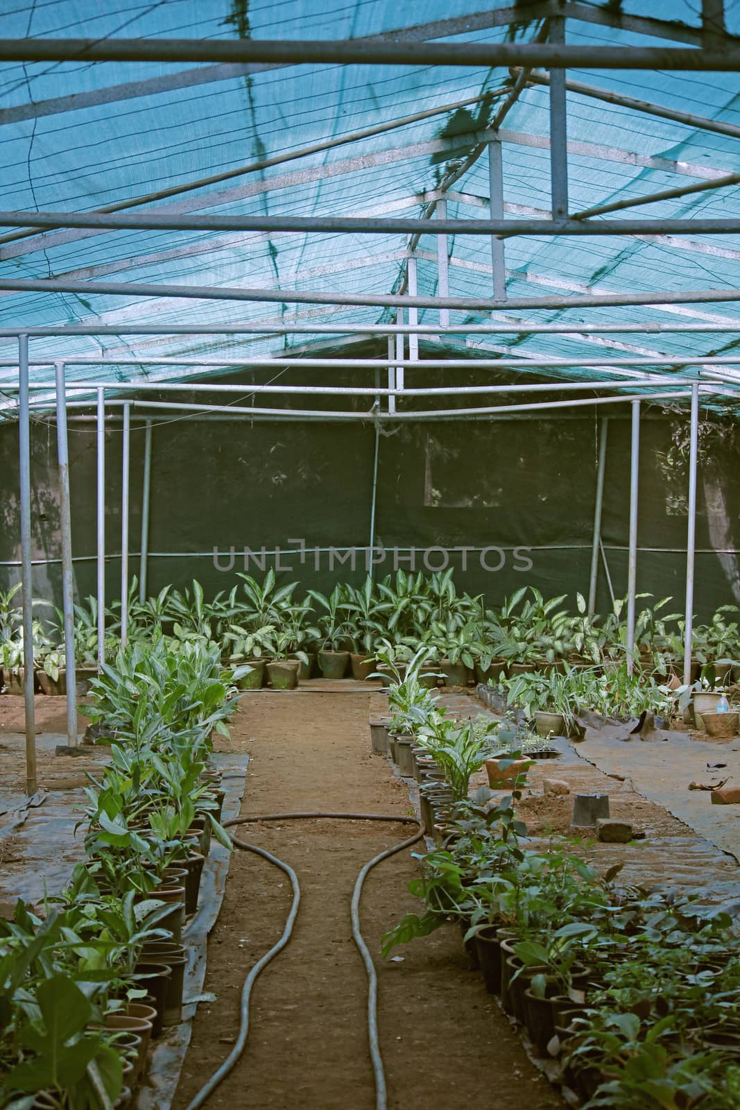 young plants in greenhouse