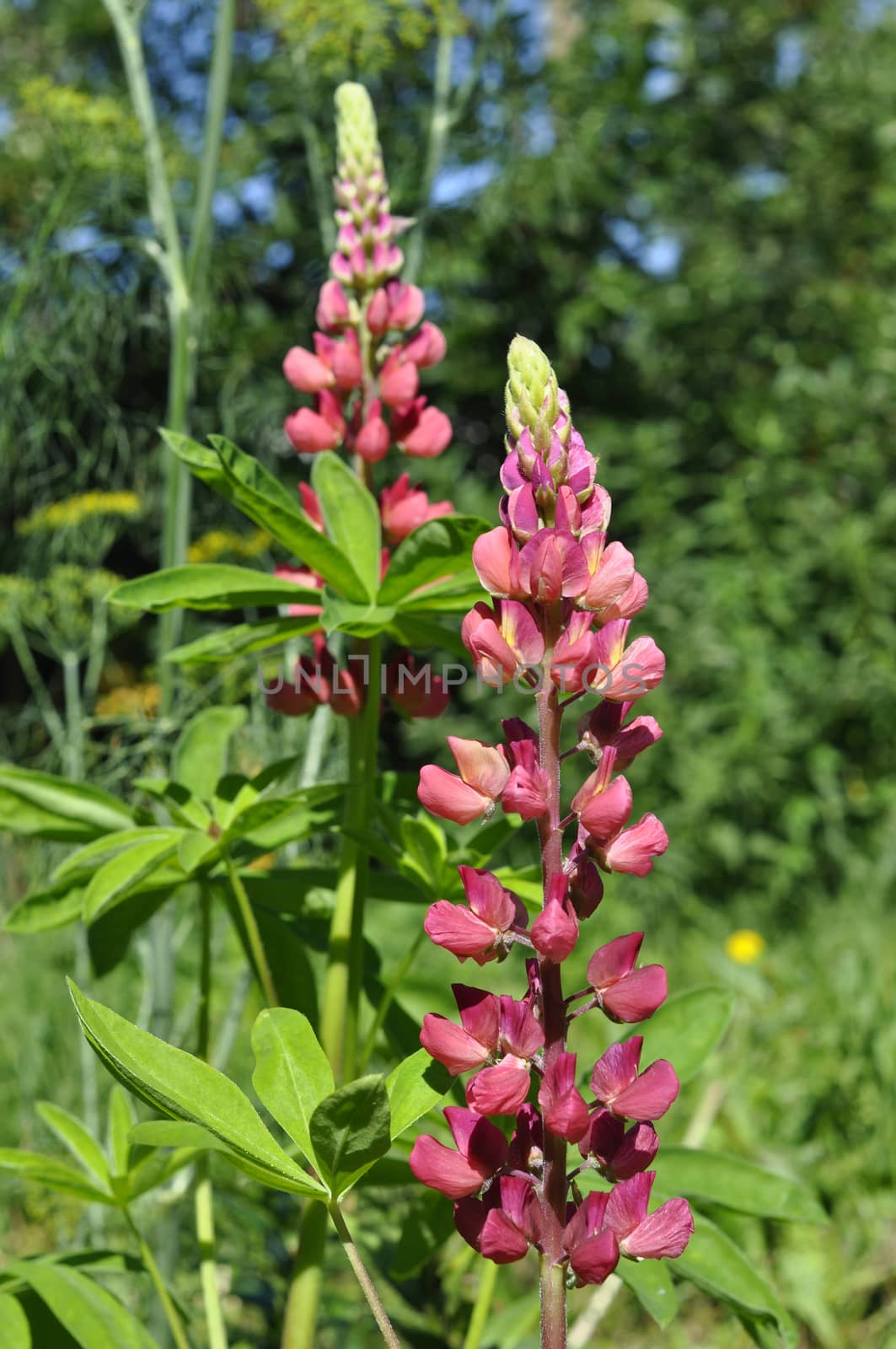The blossoming pink lupine in a garden