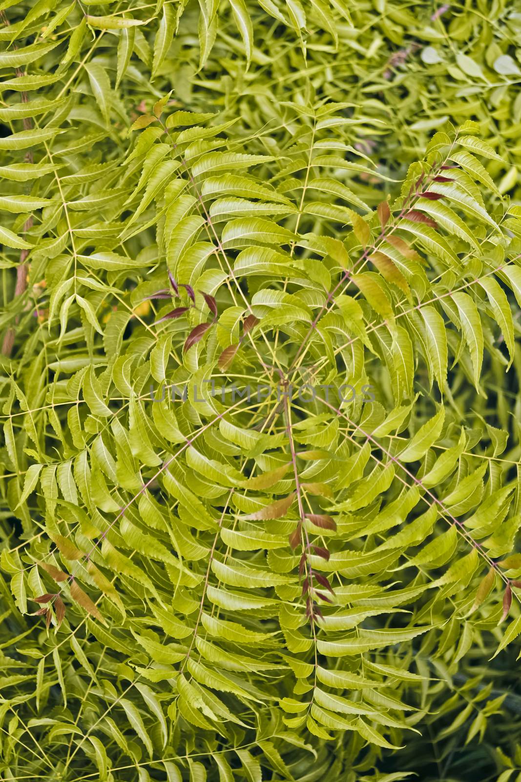 Medicinal Neem leaves-Azadirachta indica