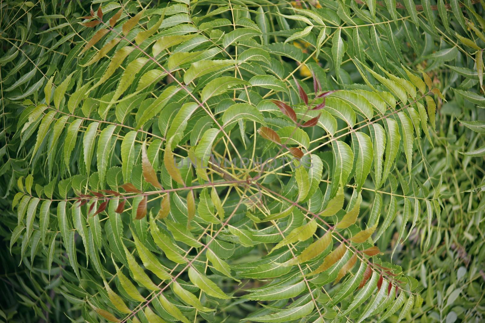 Medicinal Neem leaves-Azadirachta indica