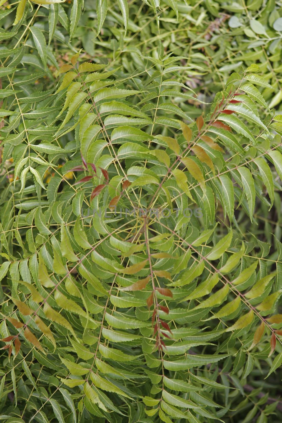 Medicinal Neem leaves-Azadirachta indica