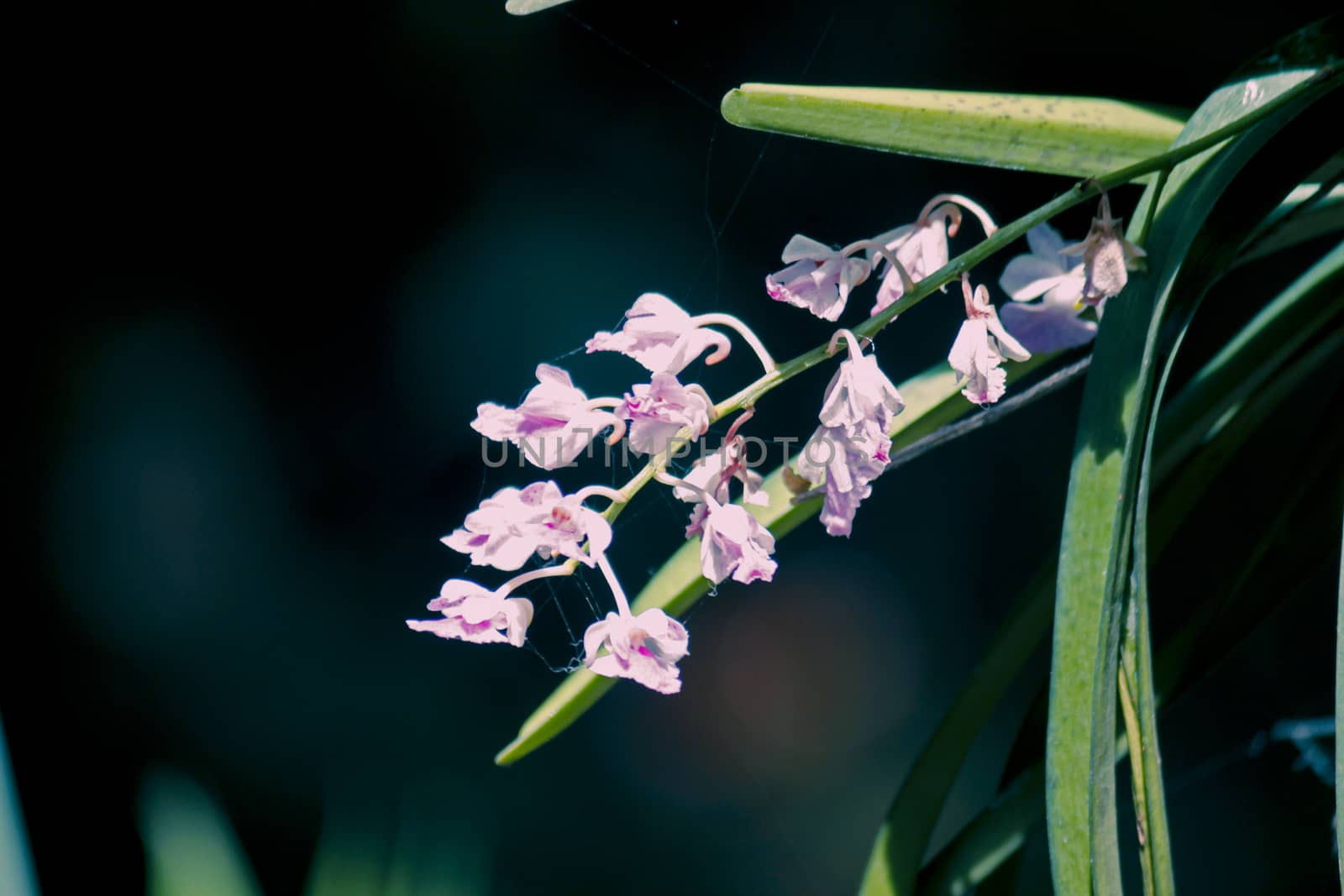 Curled Aerides, Aerides crispa