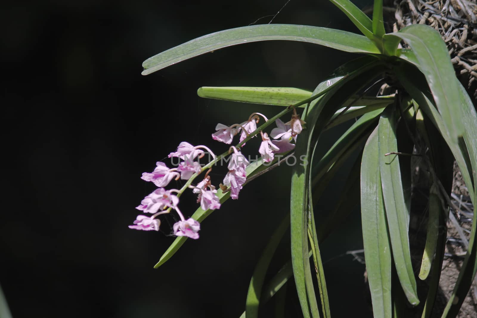 Curled Aerides, Aerides crispa
