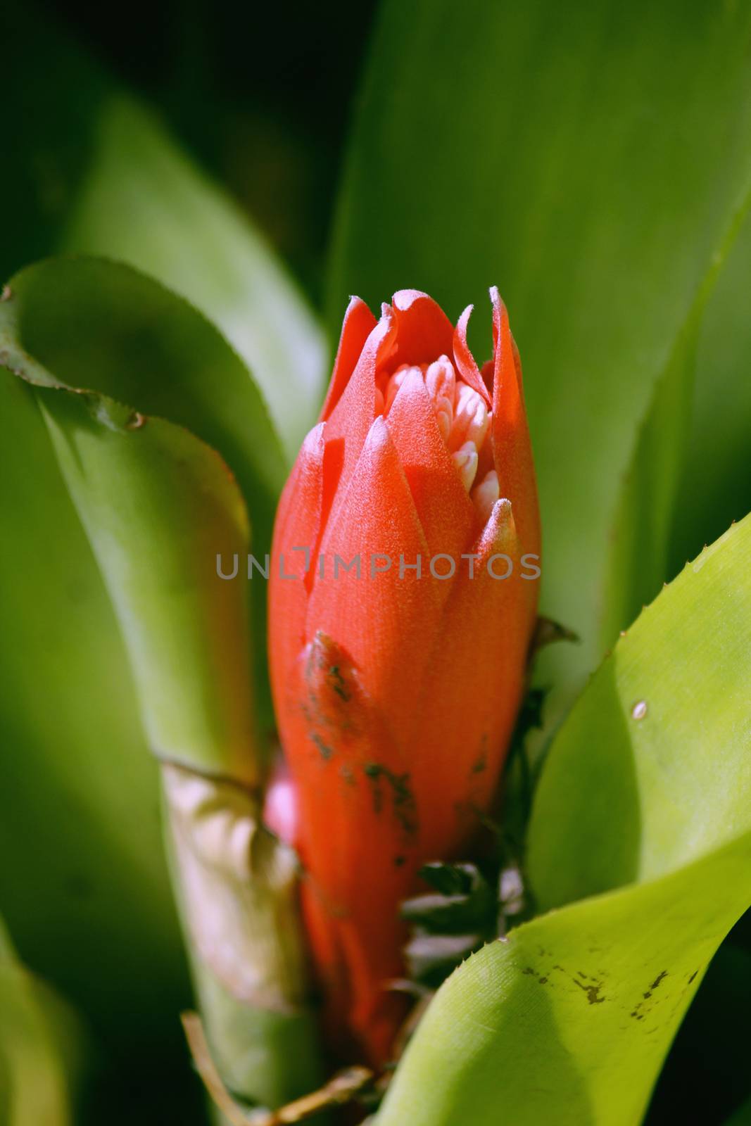 Foolproof Plant, Flaming Torch, Summer Torch, Billbergia pyramidalis