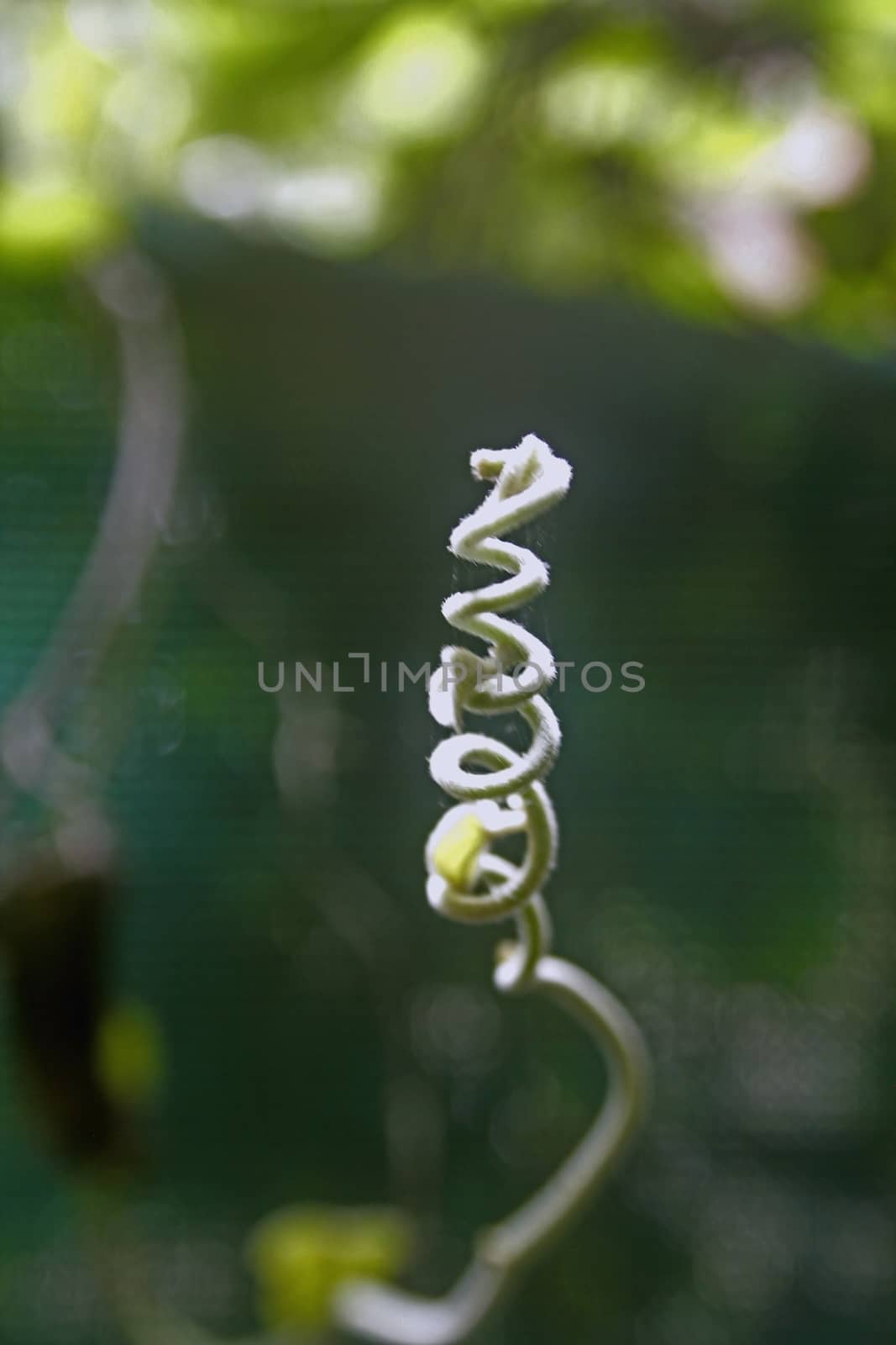 tendril of Stephania japonica