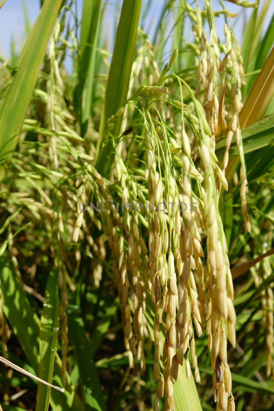 The ripe paddy field is ready for harvest by tang90246