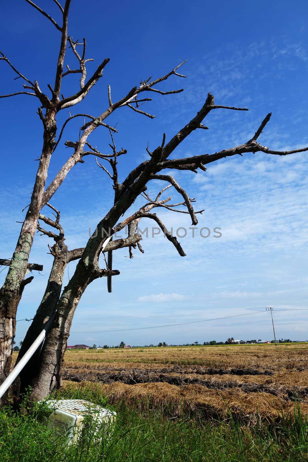 Dried tree in the paddy field by tang90246