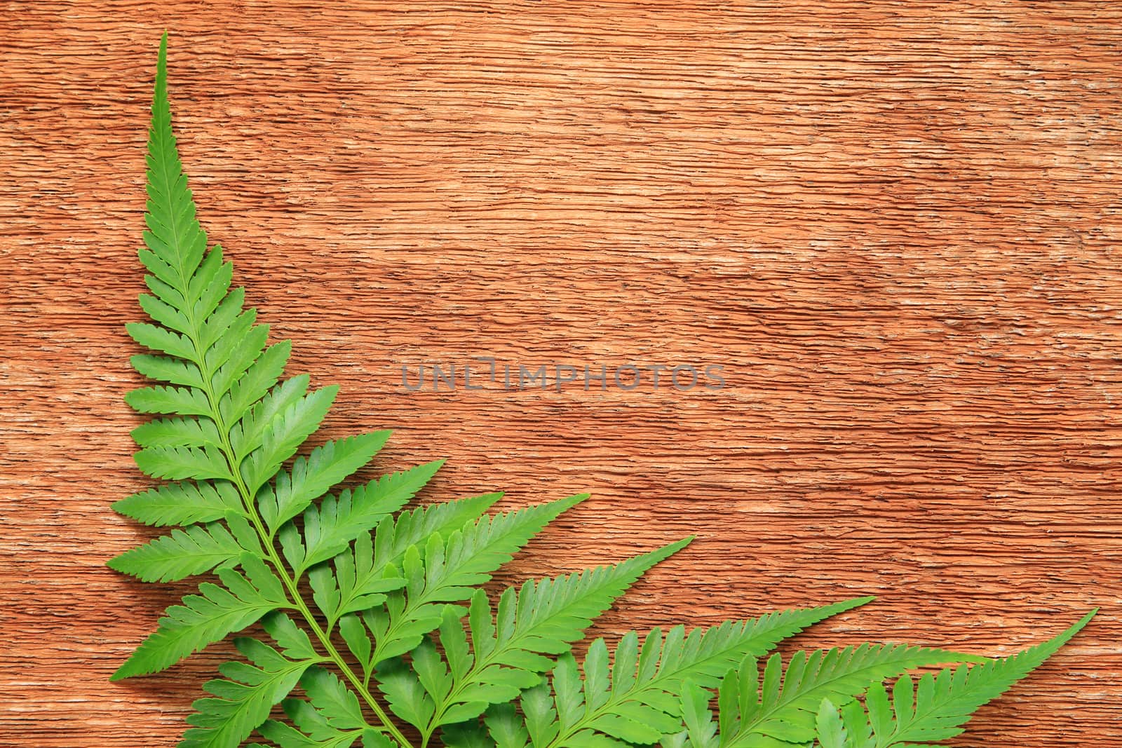 Close-up of fern on the wooden board
