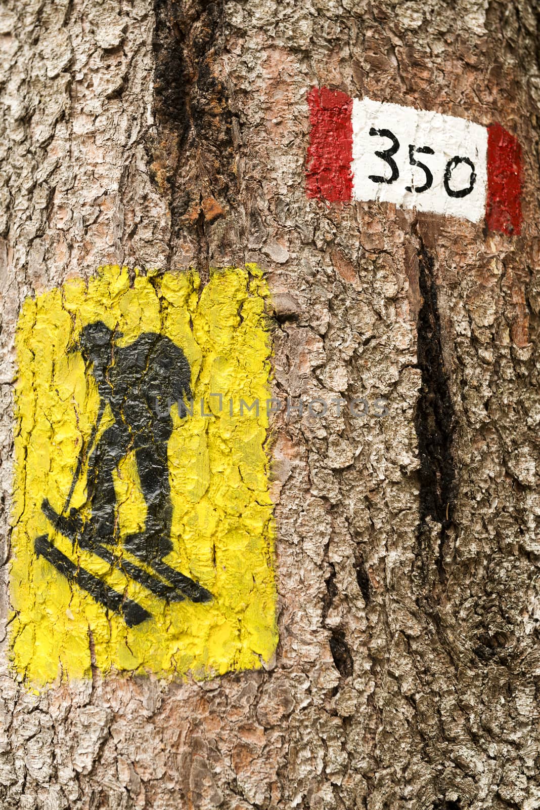 symbol with a number of trail on wooden trunk