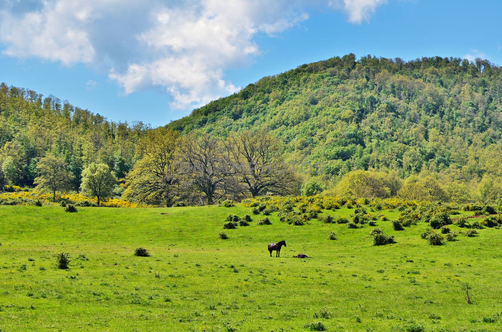 Horses on a green mountain meadow. Italy