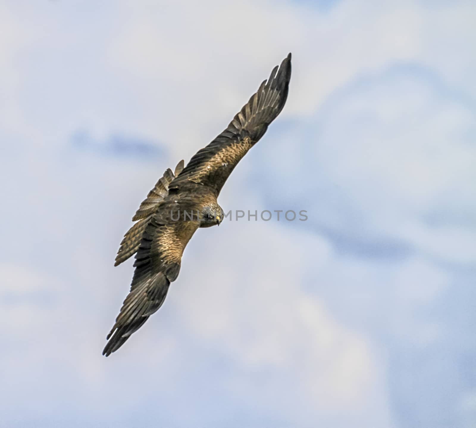 Common buzzard, buteo buteo, flying in the sky