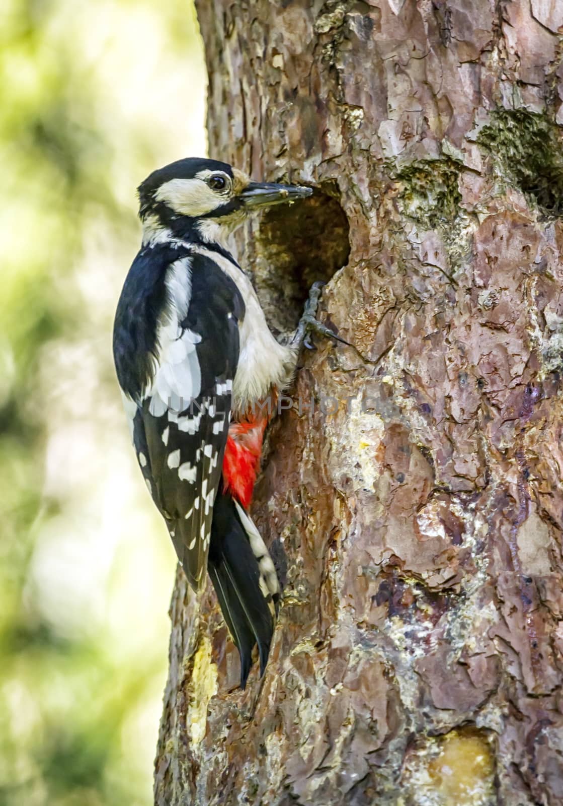 Hairy woodpecker, picoides villosus, standing on a trunk next ot its hole nest