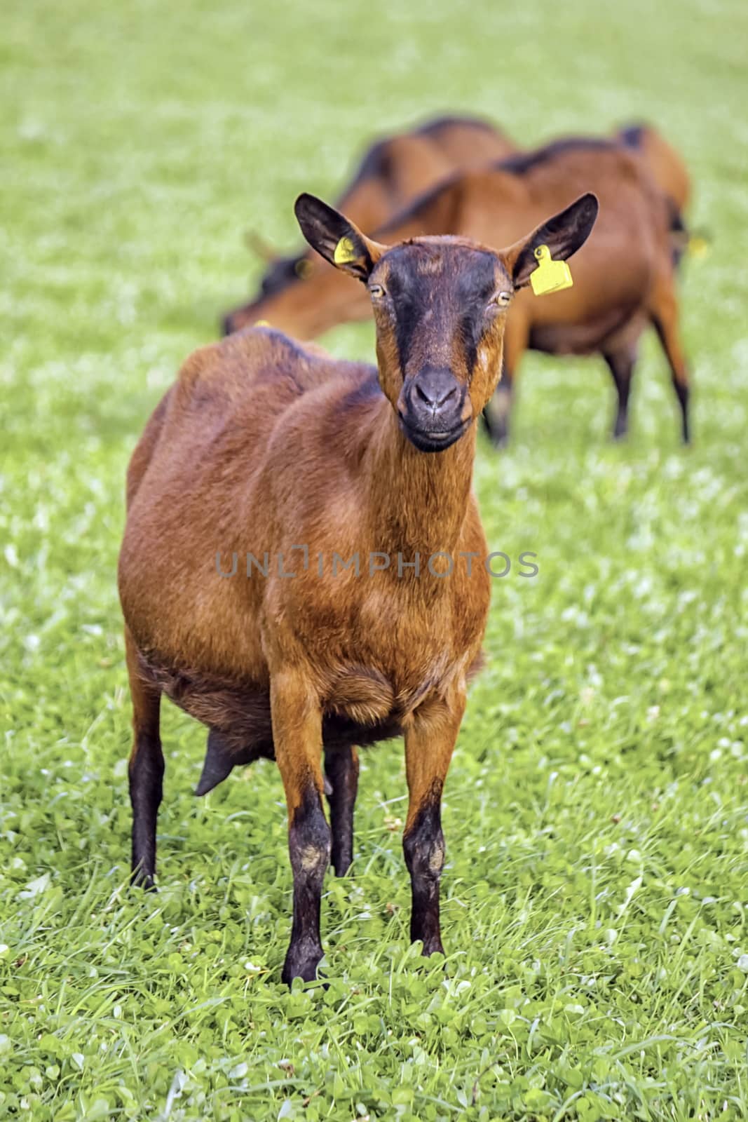 Brown goat standing on the green grass
