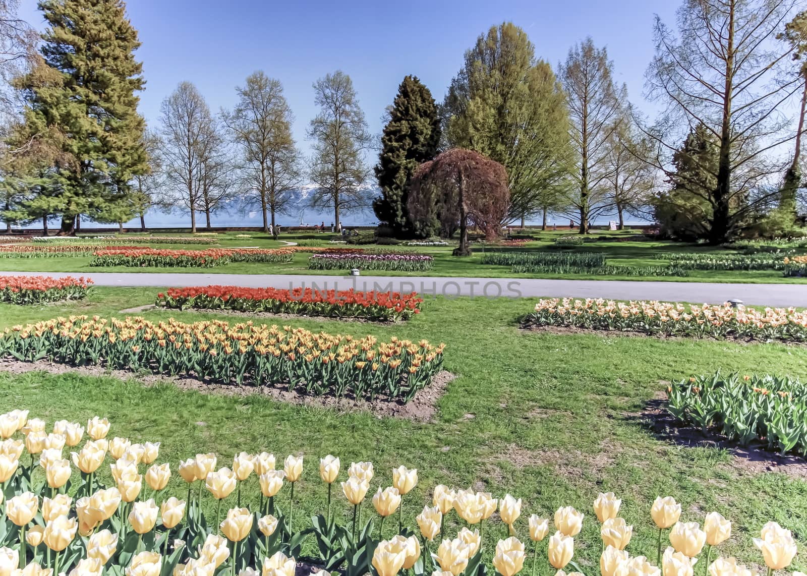 Tulip feast, Morges, Switzerland by Elenaphotos21