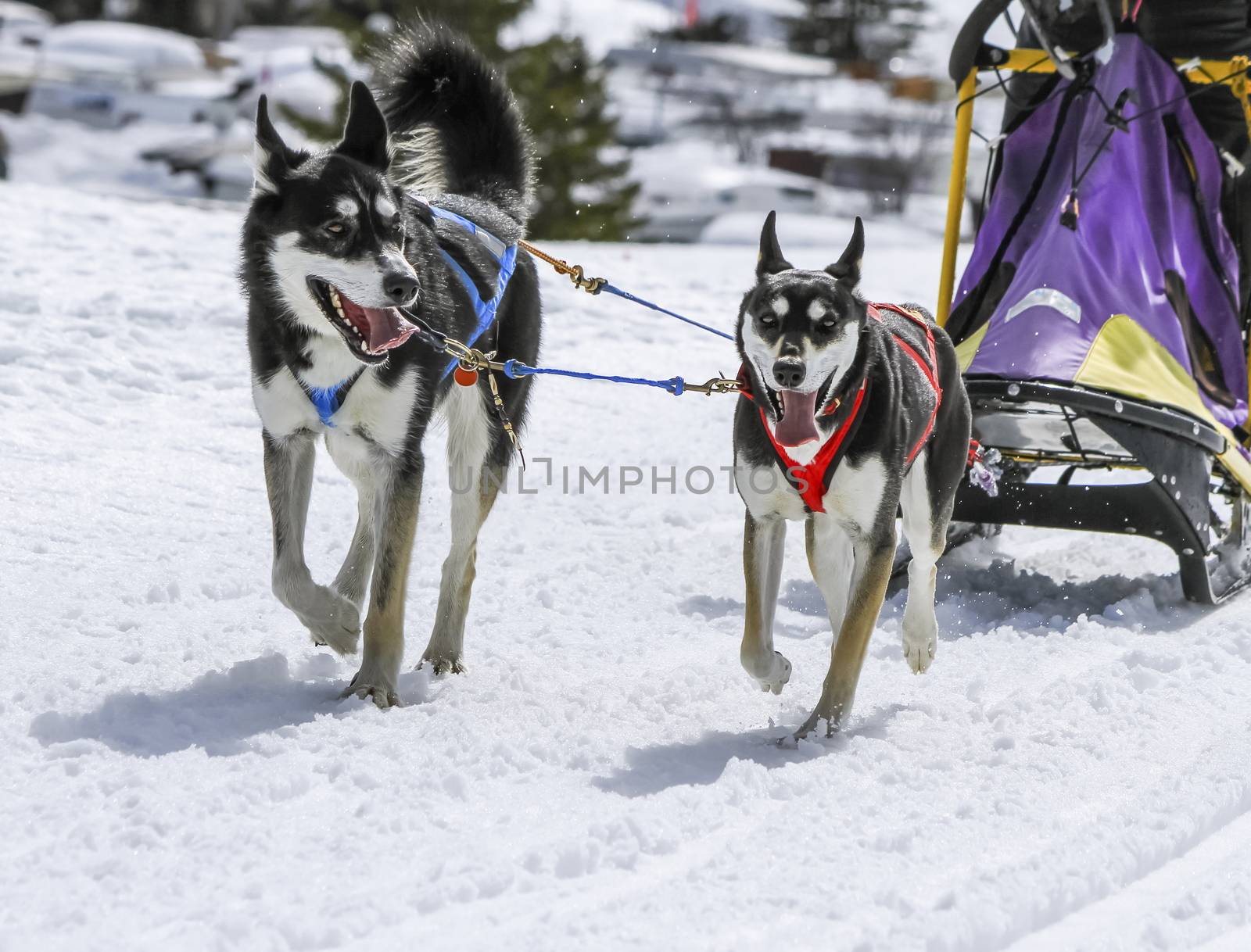 Sled dogs in speed racing, Moss, Switzerland by Elenaphotos21