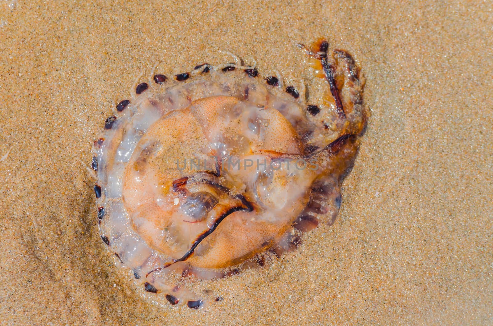 Jellyfish on a sandy beach by JFsPic