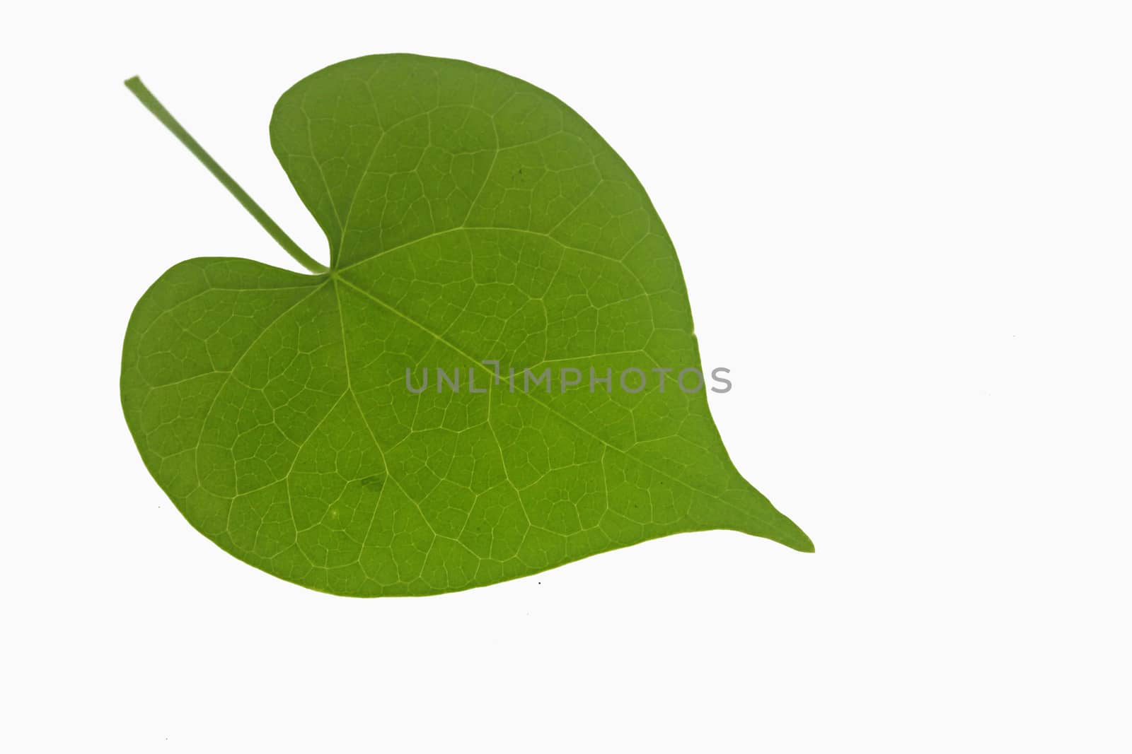 leaf of Ipomoea purpurea (tall morning-glory), Family: Convolvulaceae