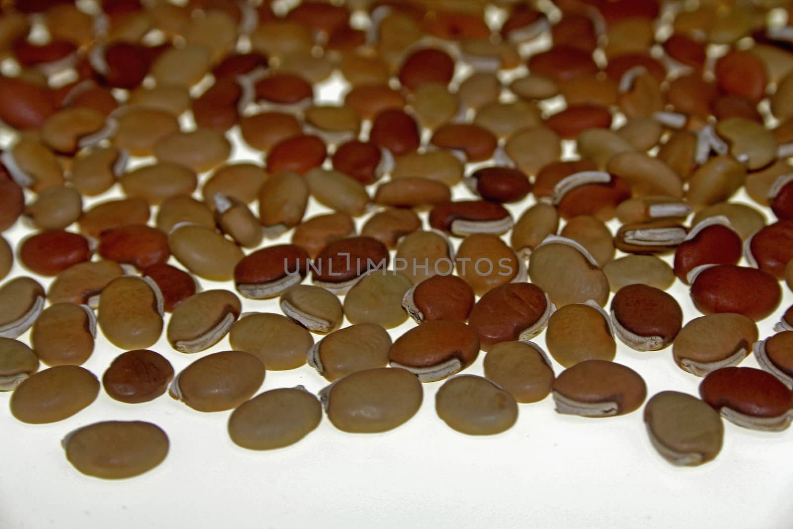 dry Lablab purpureus seeds
