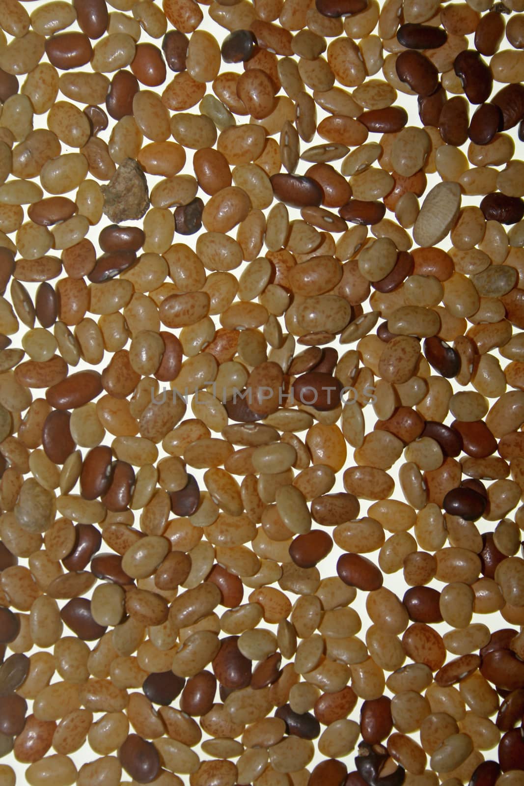 Horse gram, Kulthi dry