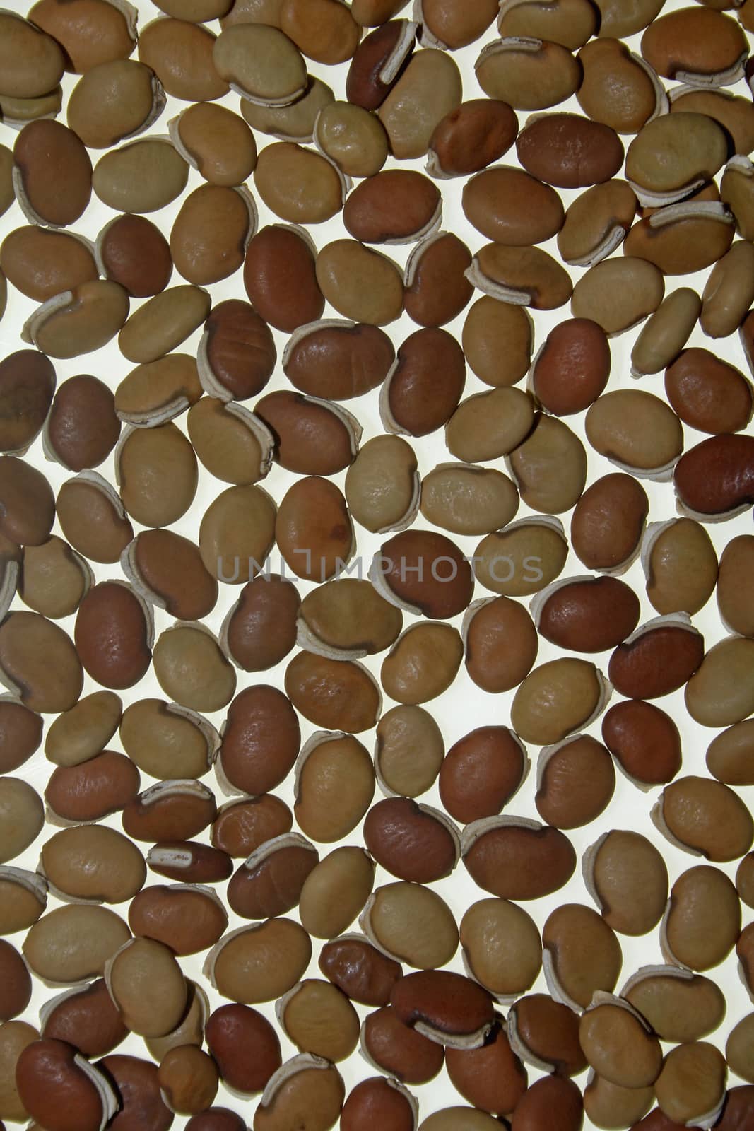 dry Lablab purpureus seeds