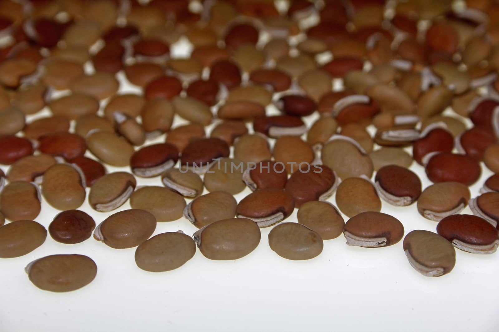 dry Lablab purpureus seeds