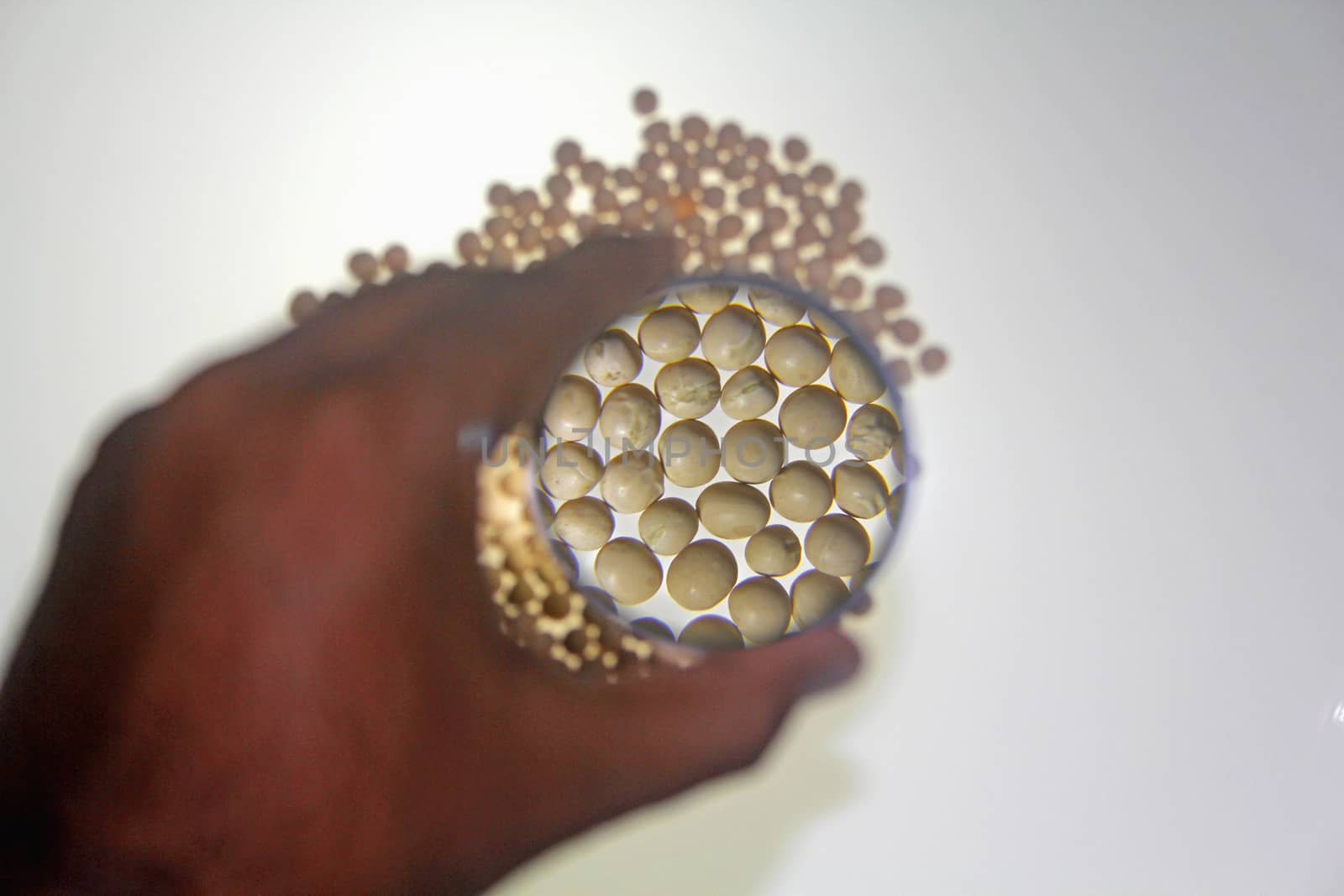 Human hand holding a magnifying glass over the dried white pea