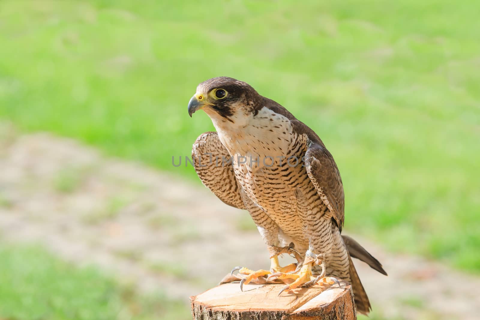 Trained and domesticated for hunt the fastest raptor bird hawk or falcon seated on stump with free copyspace place 