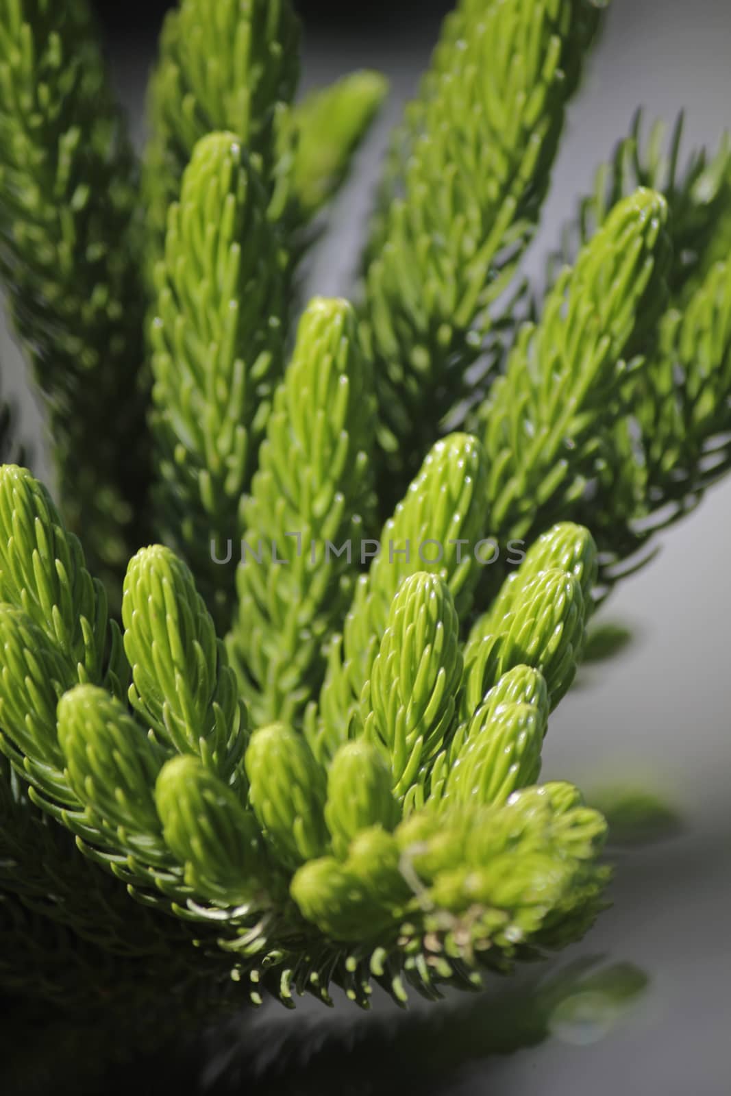 Norfolk Island pine, branch detail