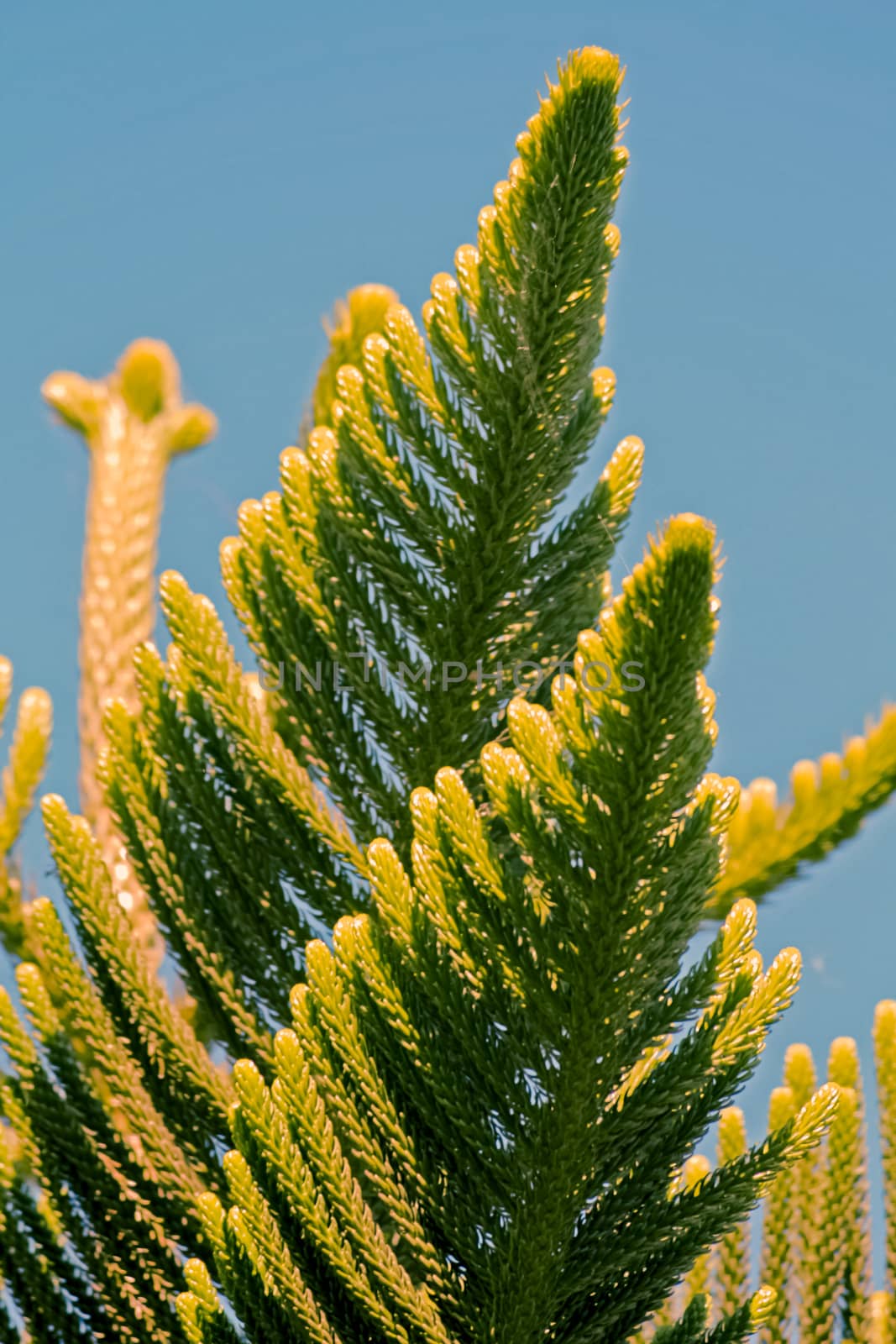 Norfolk Island pine, branch detail