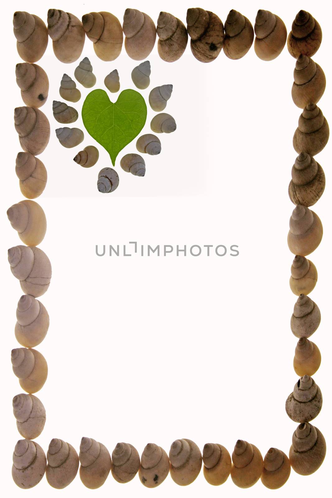 Lucky Love Frame of Moon Snail Shells